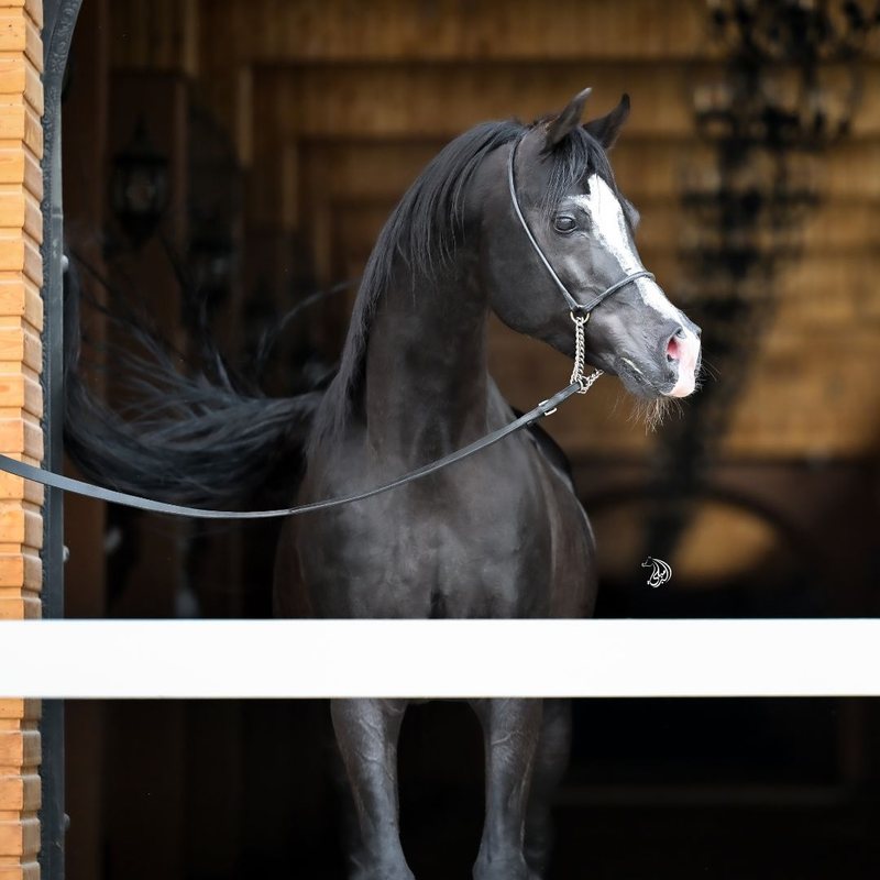 A grey Arabian photographed against the dark interior of the stable, the light catching its face and crest.