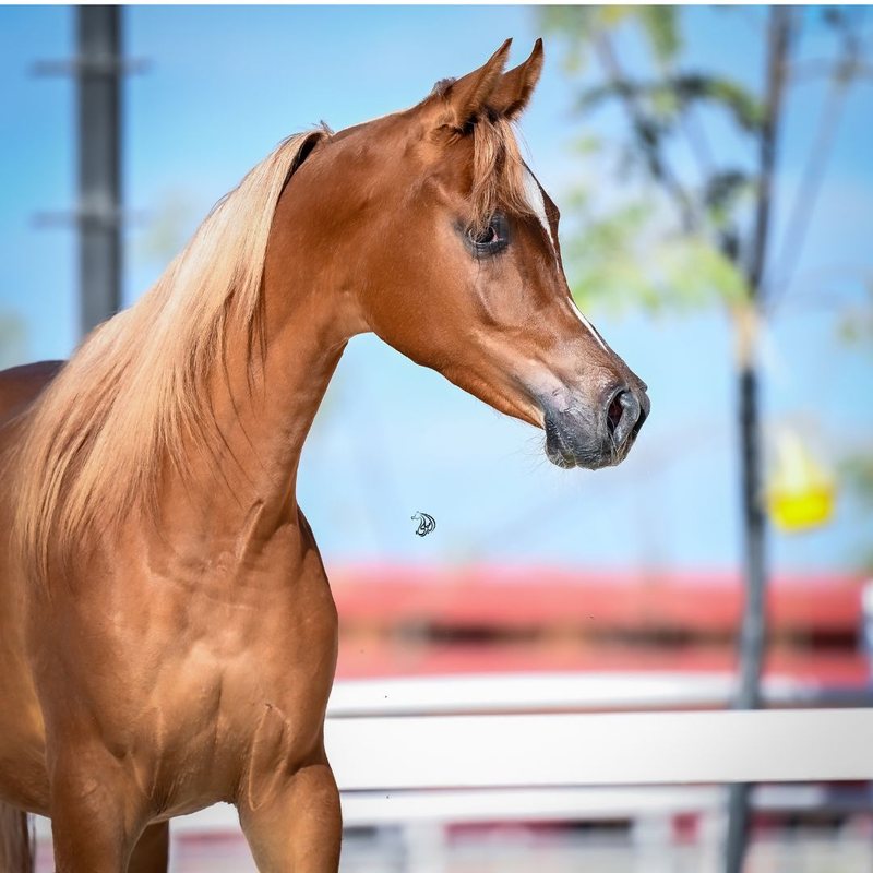 Head and neck study of a chestnut Arabian, ears pricked forward, the burgundy rail soft behind.