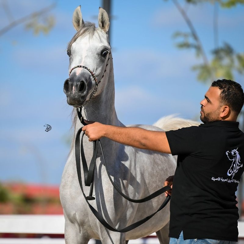 A handler steadying a grey Arabian by the head, the horse's face lifted against an open blue sky.
