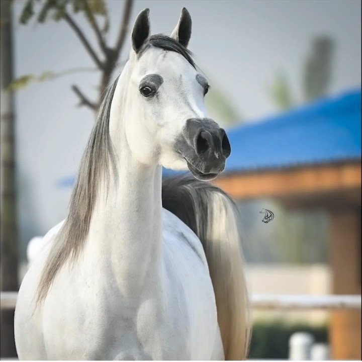 Head study of a light grey Arabian in profile, blue shade cloth behind.