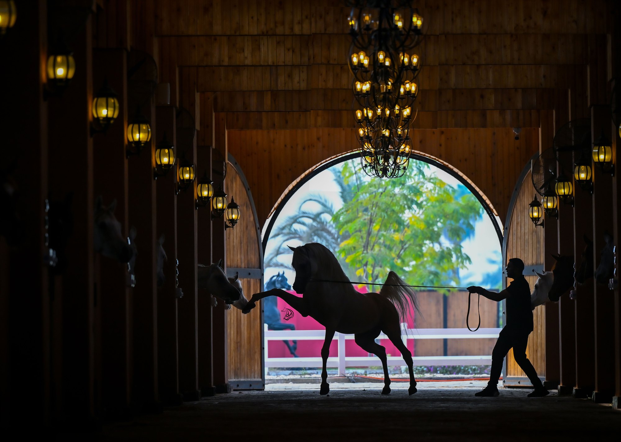 Looking down the central aisle of the Maulana Stud stable: horses at their stall doors under rows of lanterns and an iron chandelier, silhouetted against the bright arched doorway at the far end, where a handler leads an Arabian on a long rein.